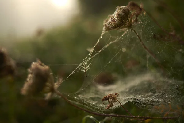 Gros Plan Une Toile Araignée Sur Des Fleurs — Photo