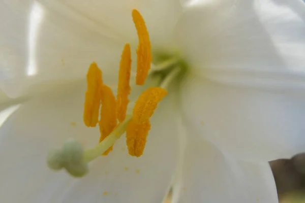 一朵盛开的白色芙蓉花的宏观照片 — 图库照片