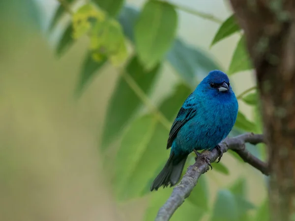 Azul Indigo Bunting Sobre Galho Árvore — Fotografia de Stock