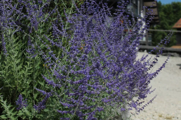 Bonnevaux Fransa Lavanta Çiçeklerinin Sığ Odak Noktası — Stok fotoğraf