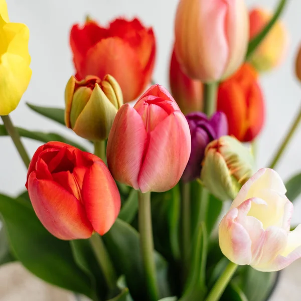 Селективный Фокус Цветных Тюльпанов Белом Фоне — стоковое фото