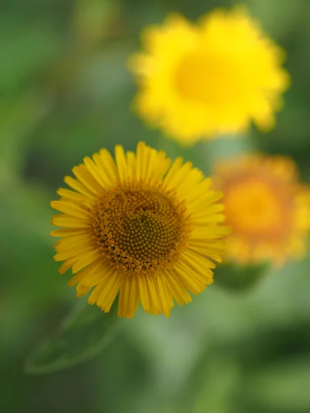 フィールドに咲く黄色の花の選択的フォーカスショット — ストック写真