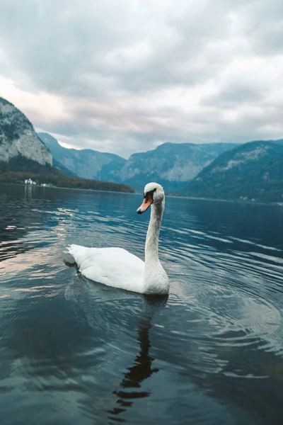 Vertikální Záběr Bílé Labutě Plavající Jezeře Hallstattu Rakousko — Stock fotografie