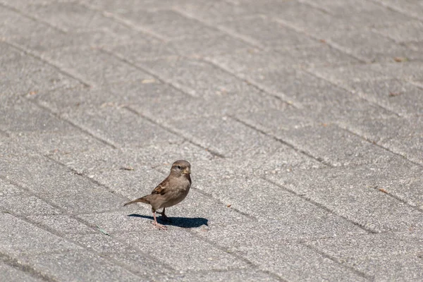 地面に小さな雀 — ストック写真