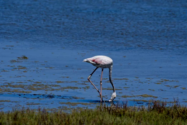 Närbild Amerikansk Flamingo Dricksvatten Ebro Delta — Stockfoto