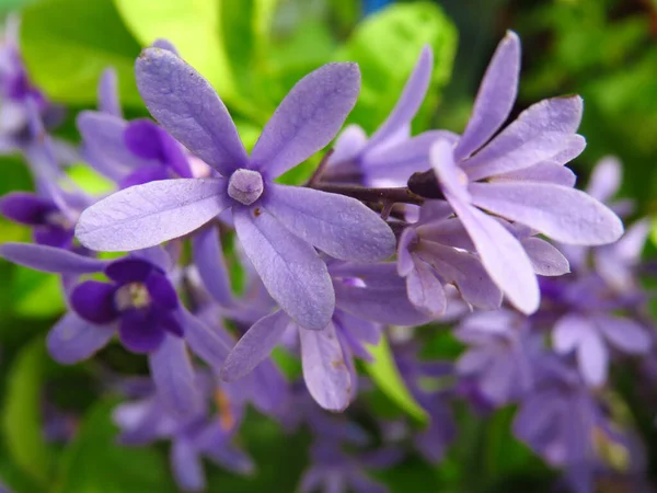 Eine Makroselektive Fokusaufnahme Einer Pflanze Namens Petrea Kohautiana Oder Einfach — Stockfoto