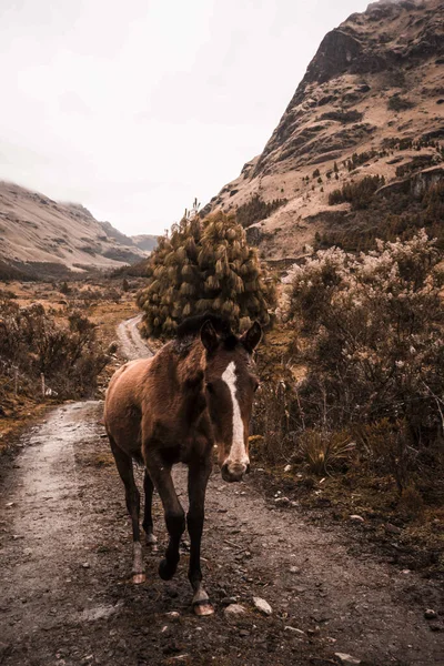 Colpo Verticale Cavallo Che Cammina Attraverso Sentiero Escursionistico Montagna — Foto Stock