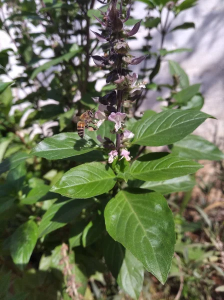 Mise Point Sélective Verticale Une Abeille Piquant Sur Basilic — Photo