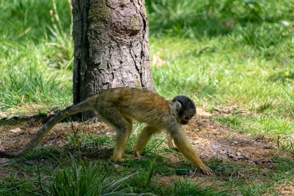 Belo Tiro Macaco Esquilo Comum Chão — Fotografia de Stock