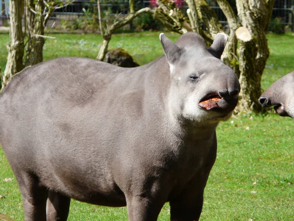 A closeup shot of a tapir in the zoo — Stock Image Closeup Shot Tapir Zoo Stock Picture