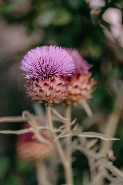 Arkası Bulanık Bir Enginar Çiçeğinin Dikey Görüntüsü — Stok fotoğraf