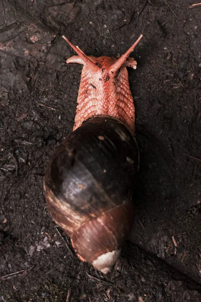 진흙으로 뒤덮인 땅에서 기어가는 달팽이의 수직으로 각도로 — 스톡 사진