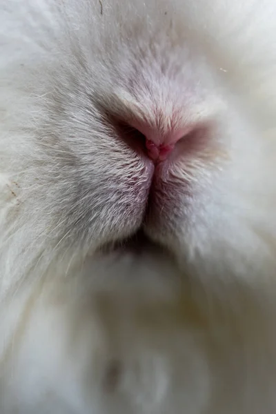 Vertical Closeup Shot Snout Fluffy White Rabbit — Stock Photo, Image