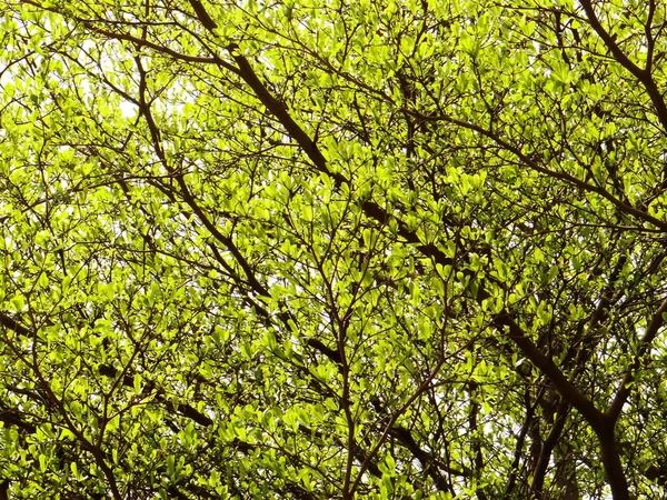 Zbliżenie Gałęzi Drzew Zielonymi Liśćmi Lecie — Zdjęcie stockowe