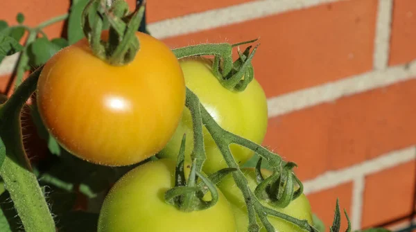 Primer Plano Sabrosos Tomates Inmaduros Las Ramas — Foto de Stock