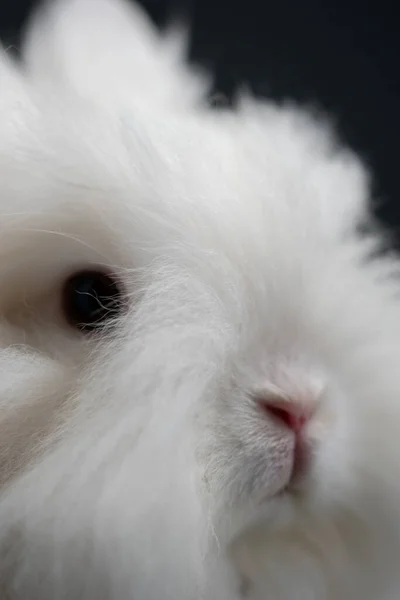 白いアンゴラのウサギの垂直ショット — ストック写真