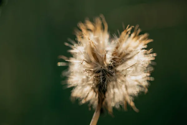 Gros Plan Pissenlit Sur Fond Vert Flou — Photo