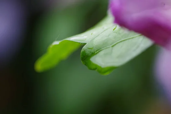 湿った花の葉の選択的な焦点ショット — ストック写真