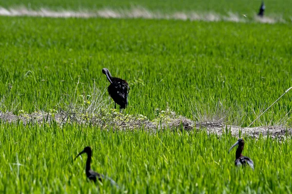 Gros Plan Groupe Ibises Brillantes Reposant Sur Pelouse — Photo