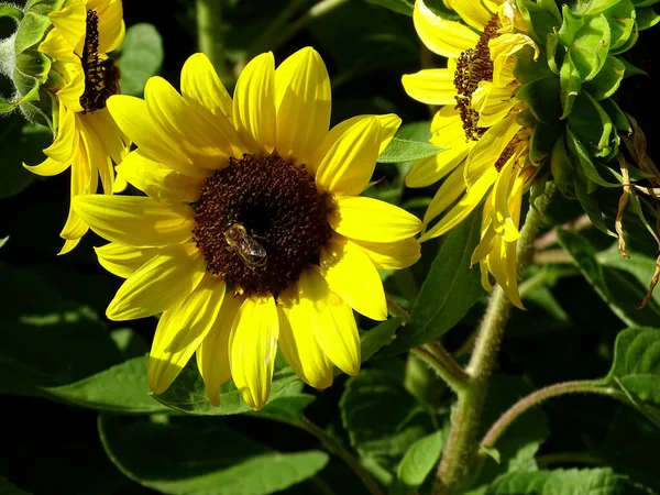 Primer Plano Hermosos Girasoles Fondo Verde — Foto de Stock