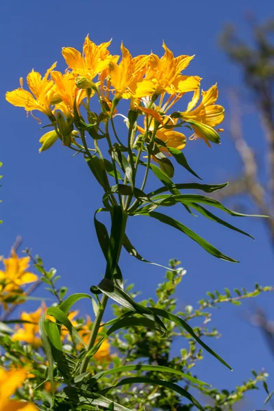 一朵盛开的黄色天鹅绒野花的垂直拍 — 图库照片