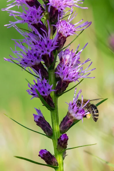 Tiro Seletivo Foco Bumblebee Planta Roxa Liatris — Fotografia de Stock