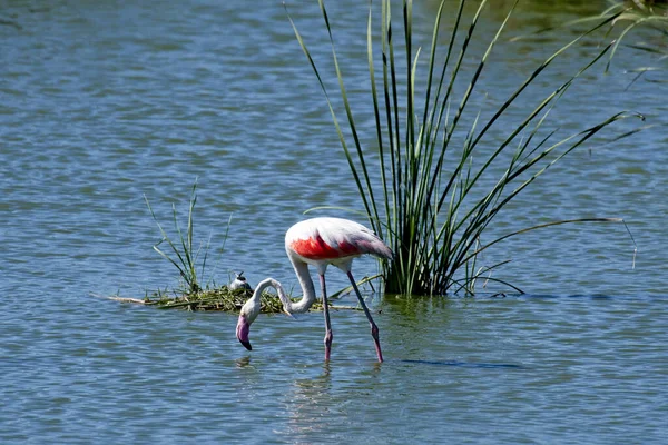 Gros Plan Flamant Américain Penché Vers Avant Pour Boire Eau — Photo