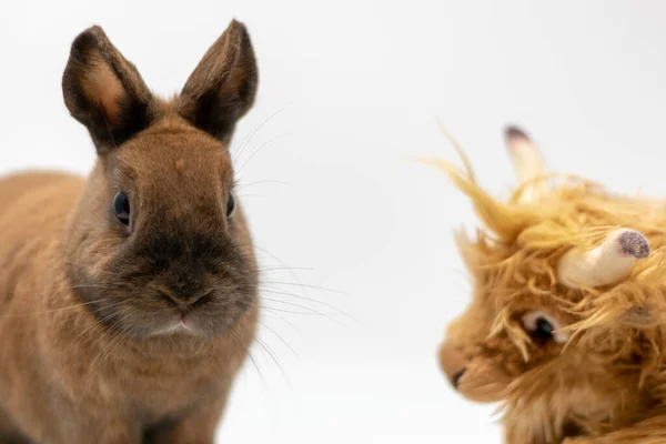 Ein Kaninchen Gefangen Mit Einem Flauschigen Spielzeug Mit Weißem Hintergrund — Stockfoto