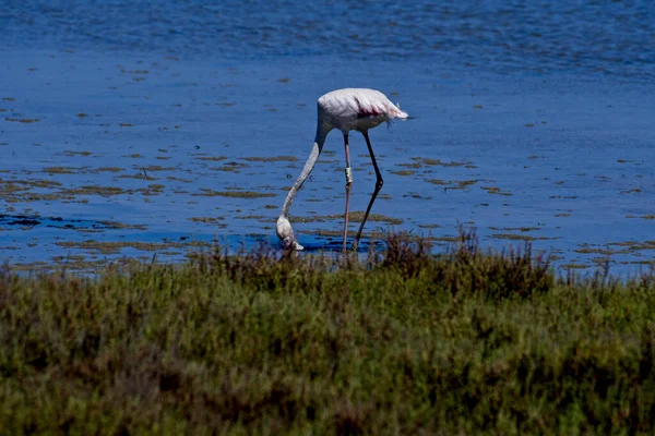 Nahaufnahme Eines Amerikanischen Flamingos Der Sich Nach Vorne Beugt Wasser — Stockfoto