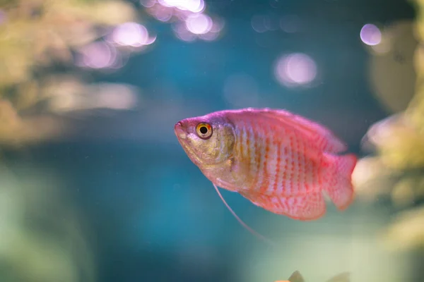 Een Close Opname Van Een Lalius Vis Het Aquarium — Stockfoto