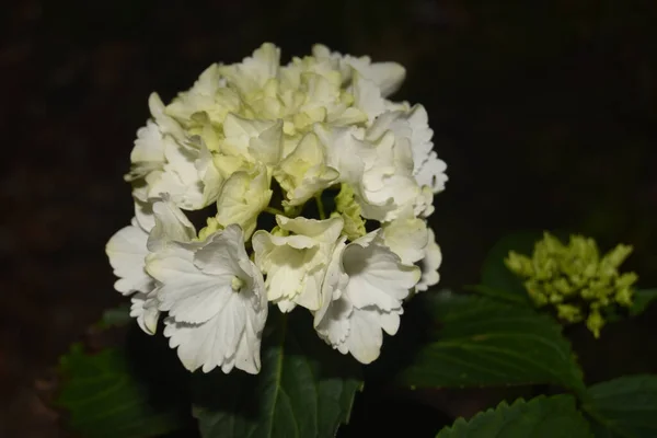 Pięknie Kwitnące Białe Kwiaty Hortensji Ogrodzie — Zdjęcie stockowe