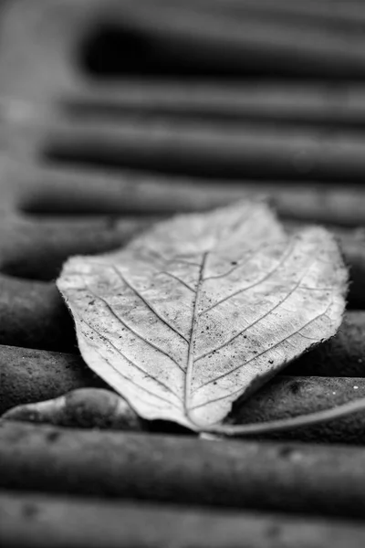 Een Vertikale Grijsschaal Opname Van Een Blad Wazig Oppervlak — Stockfoto