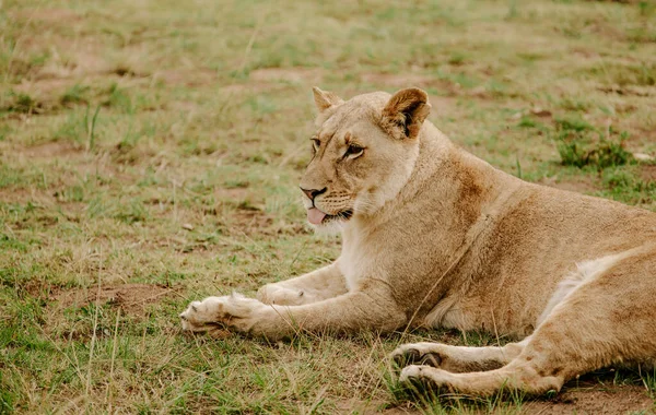 Mesmerizing Shot Tiger Lying Grass Looking Forward — Stock Photo, Image