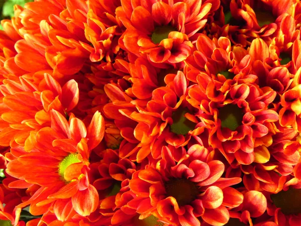 Felső Nézet Közelkép Egy Csokor Vörös Krizantém Virágok — Stock Fotó