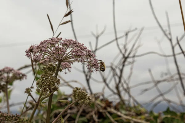 Enfoque Selectivo Una Abeja Alimentándose Una Planta Valeriana — Foto de Stock