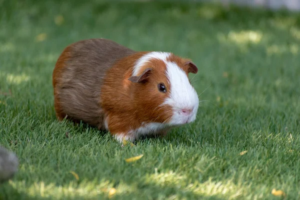 Une Prise Vue Sélective Cobaye Mignon Dans Jardin — Photo