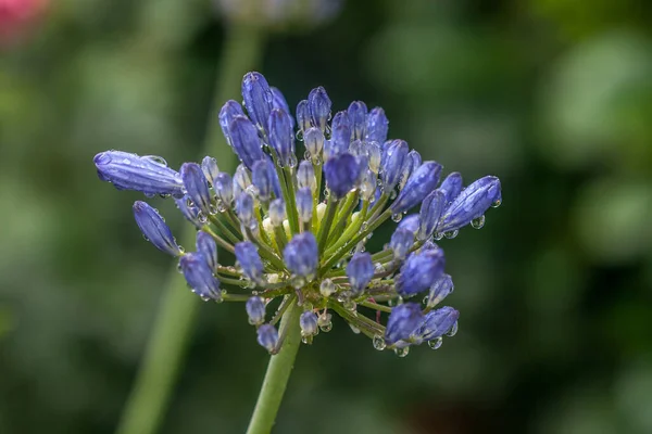 Selectivo Agapanto Azul Con Fondo Borroso —  Fotos de Stock