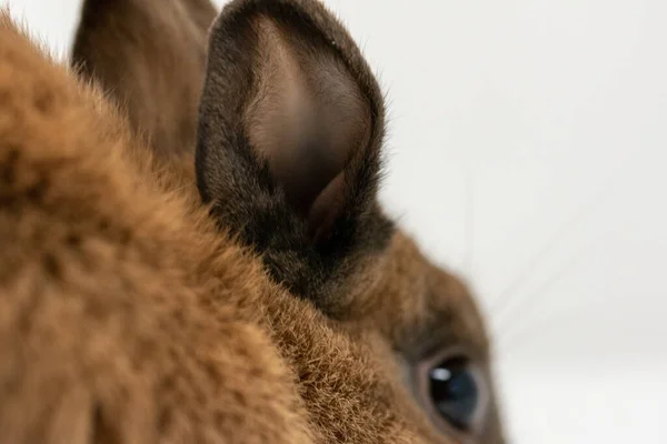 Eine Isolierte Nahaufnahme Des Ohres Eines Kleinen Braunen Kaninchens — Stockfoto