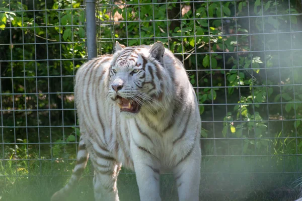 Bílý Pruhovaný Tygr Zoo — Stock fotografie