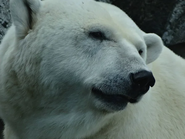 Closeup Shot Polar Bear — Stock Photo, Image