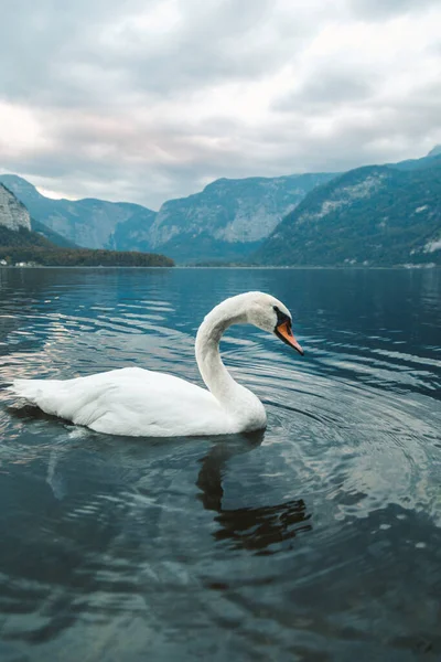 Vertikální Záběr Bílé Labutě Plavající Jezeře Hallstattu Rakousko — Stock fotografie