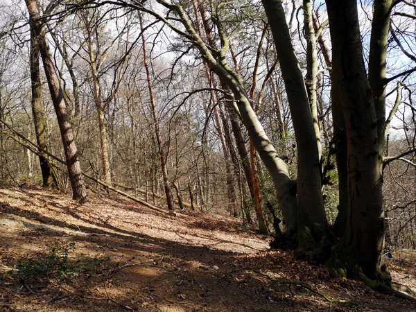 Plan Angle Bas Arbres Feuilles Automne Dans Une Forêt — Photo