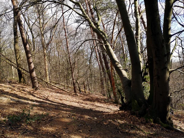 Plano Bajo Árboles Hojas Otoñales Bosque — Foto de Stock