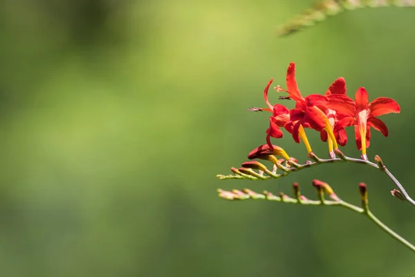 Die Wunderschön Blühenden Roten Crocosmia Luzifer Blüten — Stockfoto