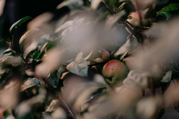 Μια Επιλεκτική Φωτογραφία Ενός Ώριμου Μήλου Ένα Κλαδί Δέντρου — Φωτογραφία Αρχείου