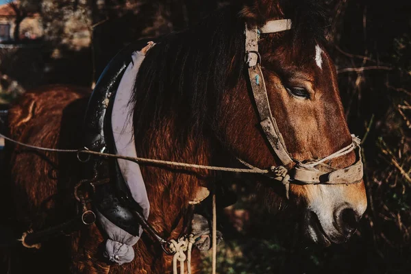 太陽の下で茶色の馬のクローズアップショット — ストック写真