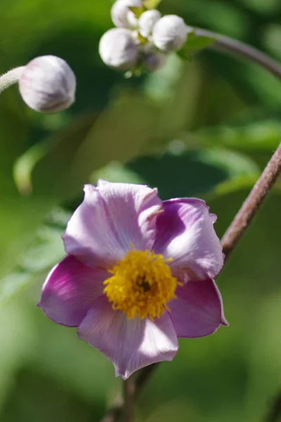 Vertikal Närbild Bild Vackra Rosa Anemone Hupehensis Blomma Suddig Bakgrund — Stockfoto
