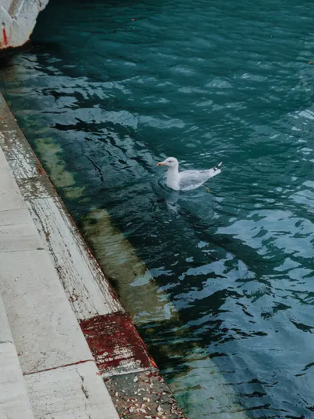 Plan Vertical Une Mouette Blanche Nageant Dans Étang — Photo