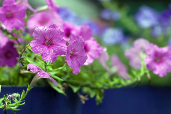 Селективный Снимок Фиолетовых Цветов Петунии Утренней Росой Лепестках — стоковое фото