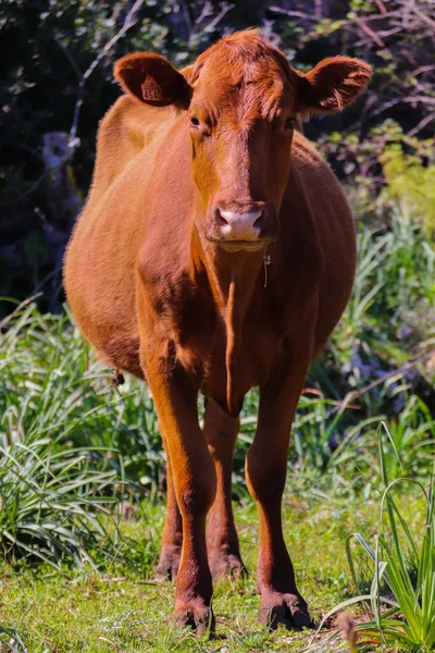 西班牙巴利阿里群岛Menorca岛上一头Minorcan奶牛的垂直镜头 — 图库照片